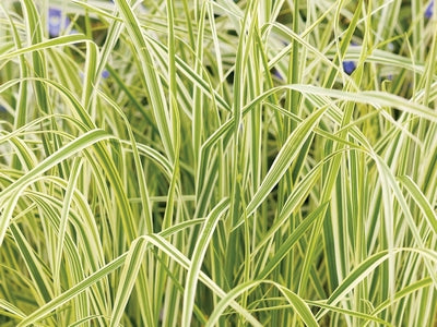 Grass-Calamagrostis x a. 'Overdam' -Ship Only