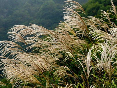 Grass-Miscanthus s. 'Scout' -Ship Only