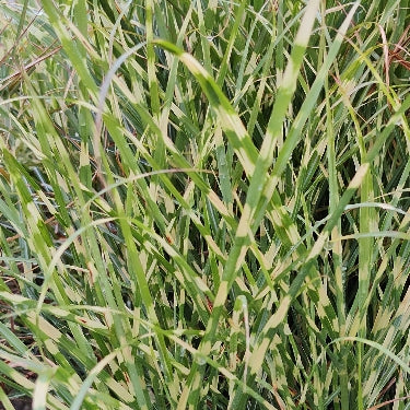 Grass-Miscanthus s. Bandwidth™ -Ship Only