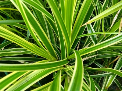 Grass-Carex o. EverColor® 'Everlime' -Ship Only