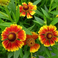 Helenium Salud™ Embers -Ship Only