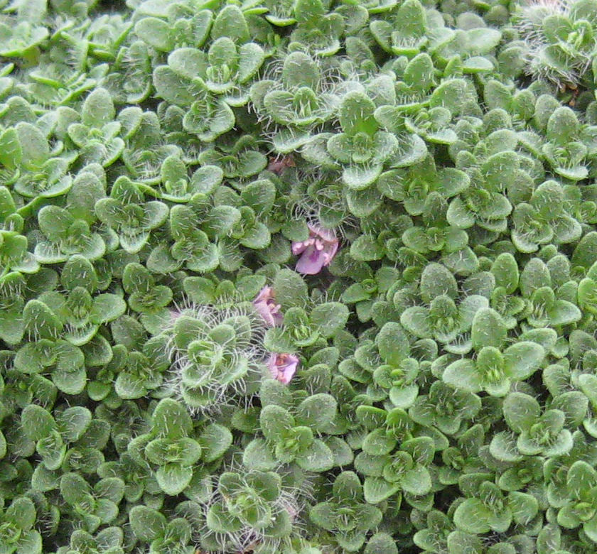 Thymus s. 'Elfin' -Ship Only