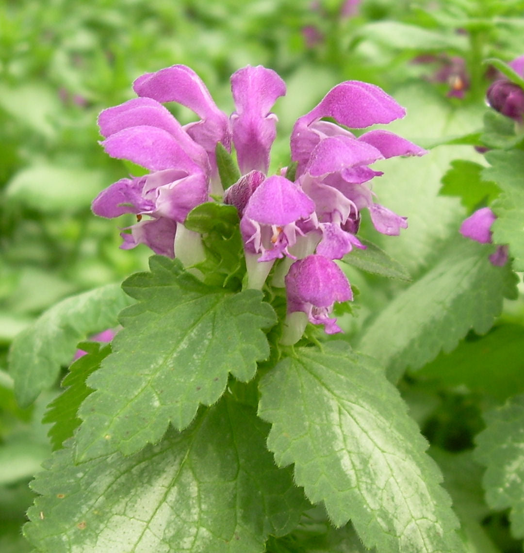Lamium m. 'Purple Dragon' -Ship Only
