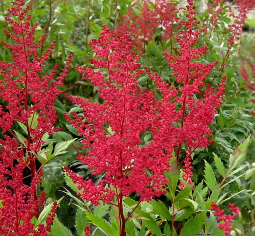 Astilbe 'Red Sentinel' -Ship Only
