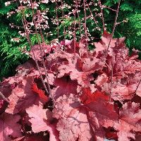 Heuchera 'Magma' -Ship Only