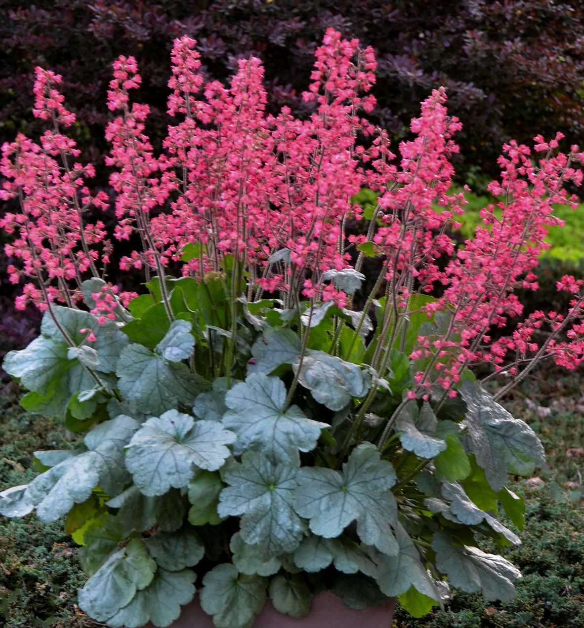 Heuchera Dolce® 'Spearmint' -Ship Only