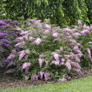 Buddleia 'Pink Cascade II' -Ship Only