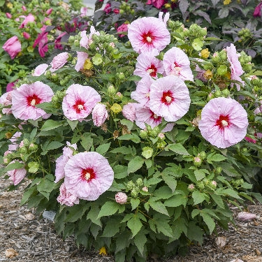 Hibiscus Summerific® 'All Eyes On Me' -Ship Only