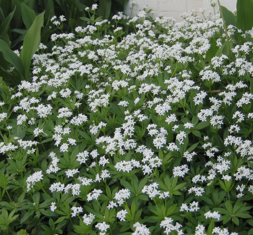 Galium odoratum -Ship Only