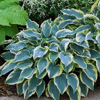 Hosta 'First Frost' -Ship Only