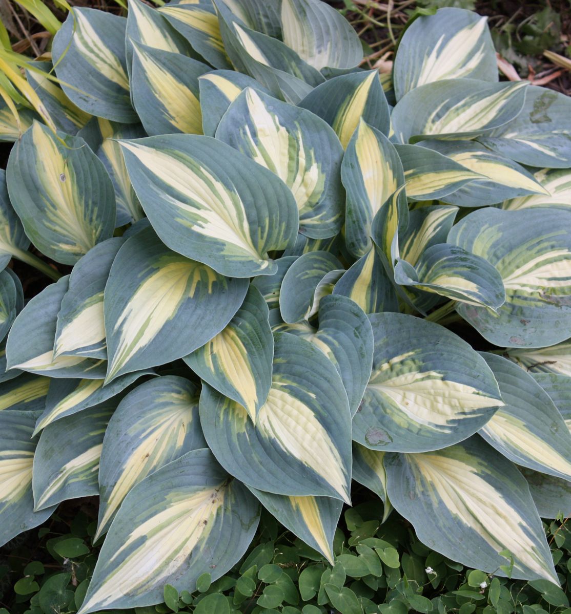 Hosta 'High Society' -Ship Only