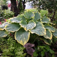 Hosta 'Sagae' -Ship Only