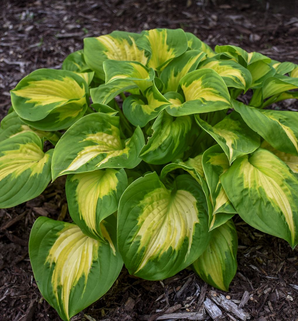 Hosta Shadowland® 'Etched Glass' -Ship Only