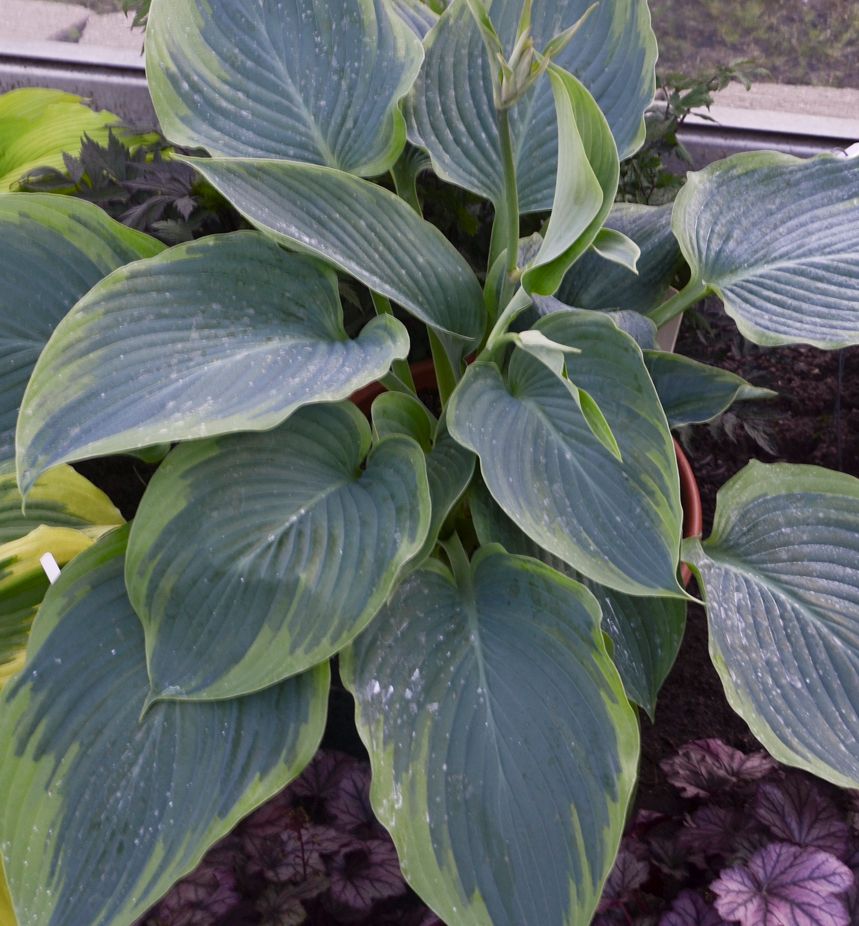 Hosta Shadowland® 'Wu-La-La' -Ship Only