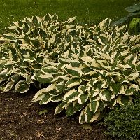 Hosta 'Patriot' -Ship Only