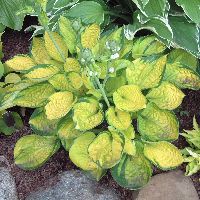 Hosta 'Rainforest Sunrise' -Ship Only