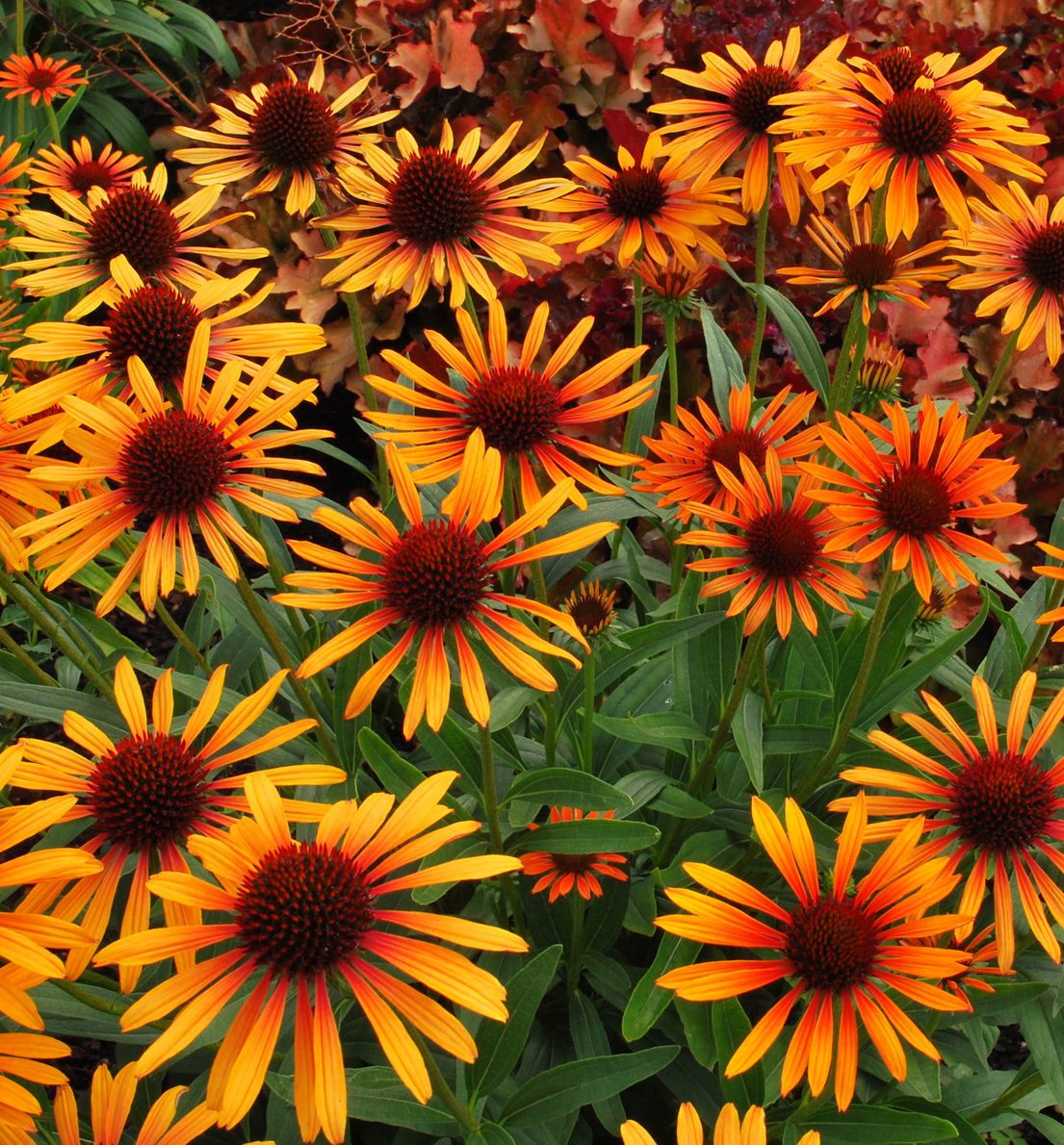 Echinacea 'Flame Thrower' -Ship Only