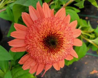 Echinacea p. 'Raspberry Truffle' -Ship Only
