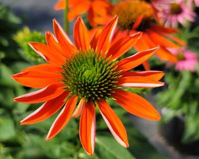 Echinacea Sombrero® Adobe Orange -Ship Only