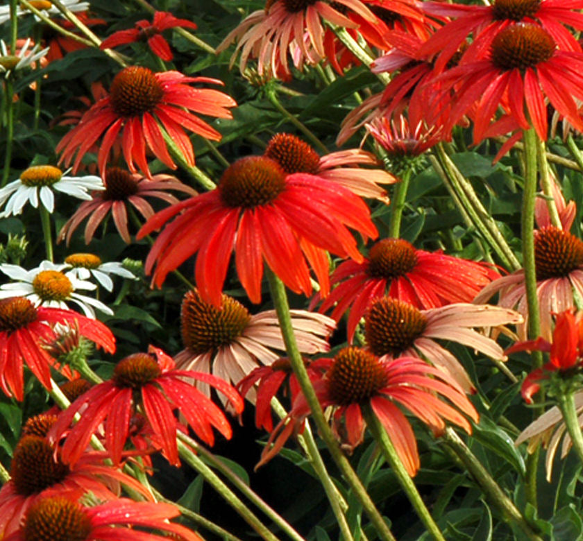 Echinacea 'Tomato Soup' -Ship Only