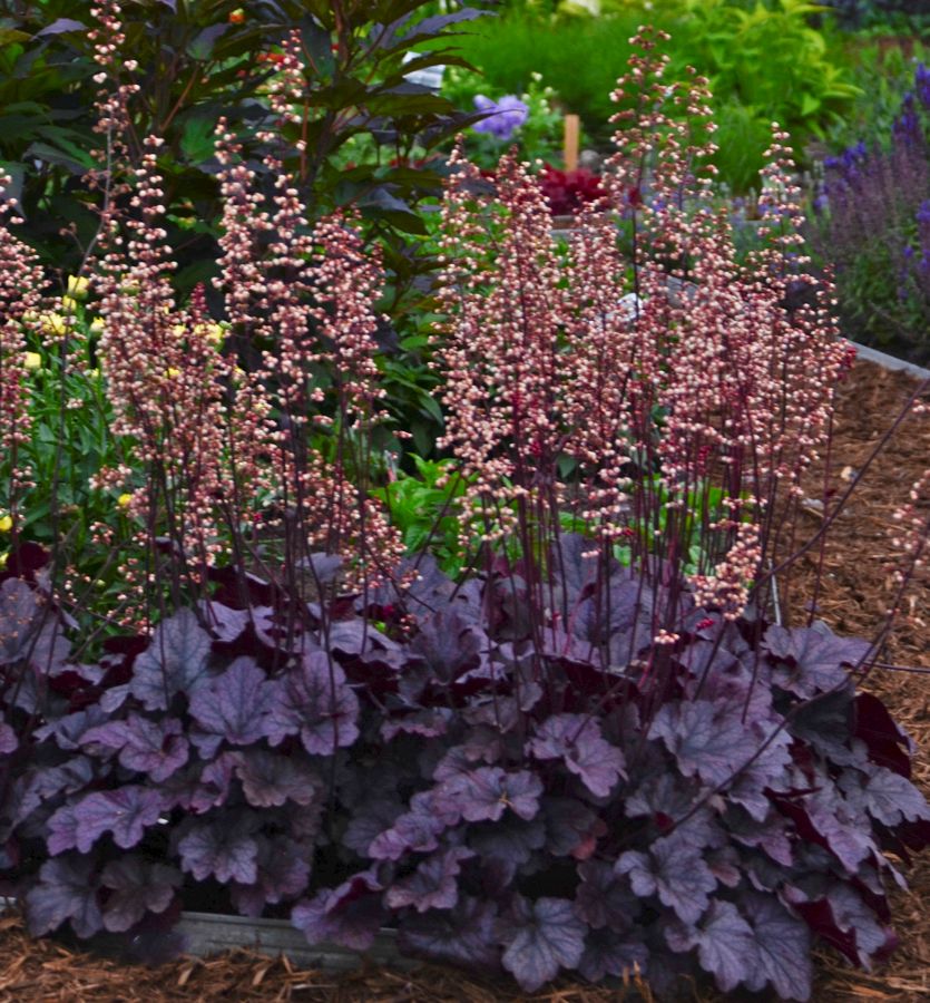 Heuchera 'Grape Expectations' -Ship Only