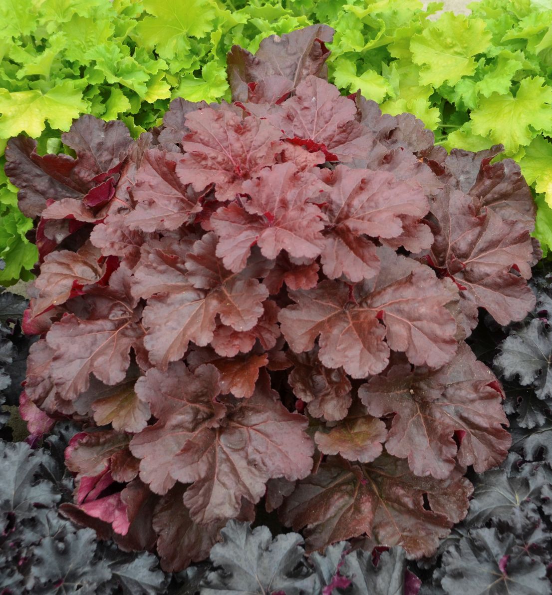 Heuchera Primo® 'Mahogany Monster' -Ship Only