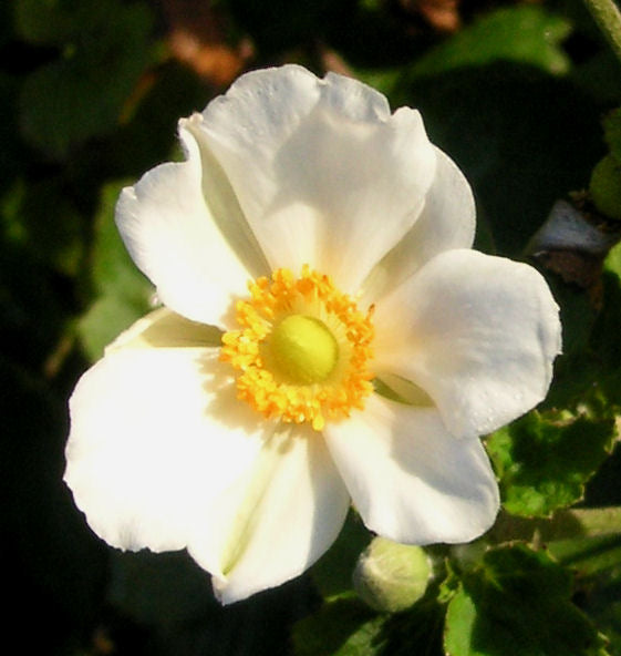 Anemone x 'Honorine Jobert' -Ship Only