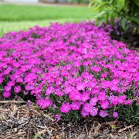 Dianthus 'Paint The Town Fushia' -Ship Only