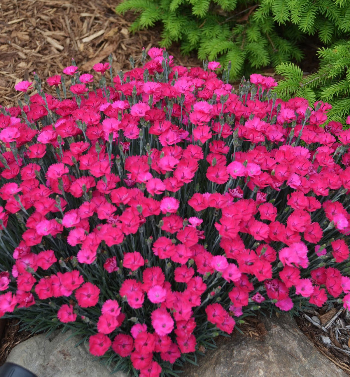 Dianthus 'Paint The Town Magenta' -Ship Only