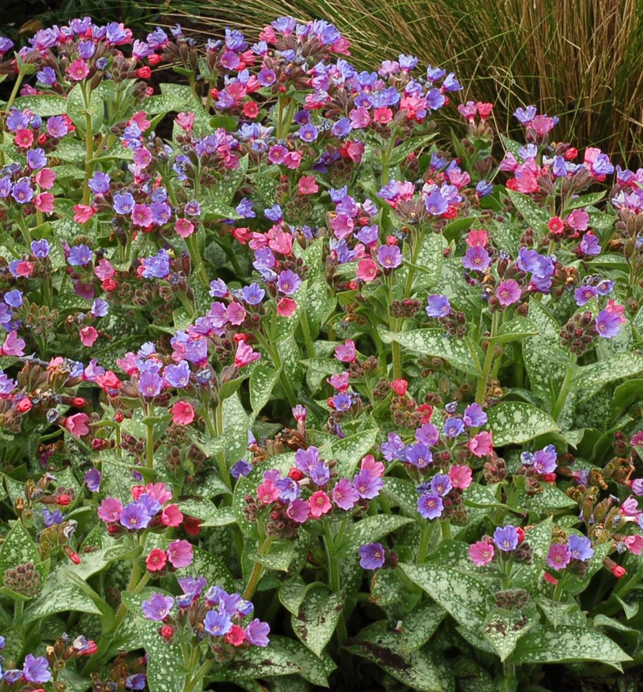 Pulmonaria 'Dark Vader' -Ship Only