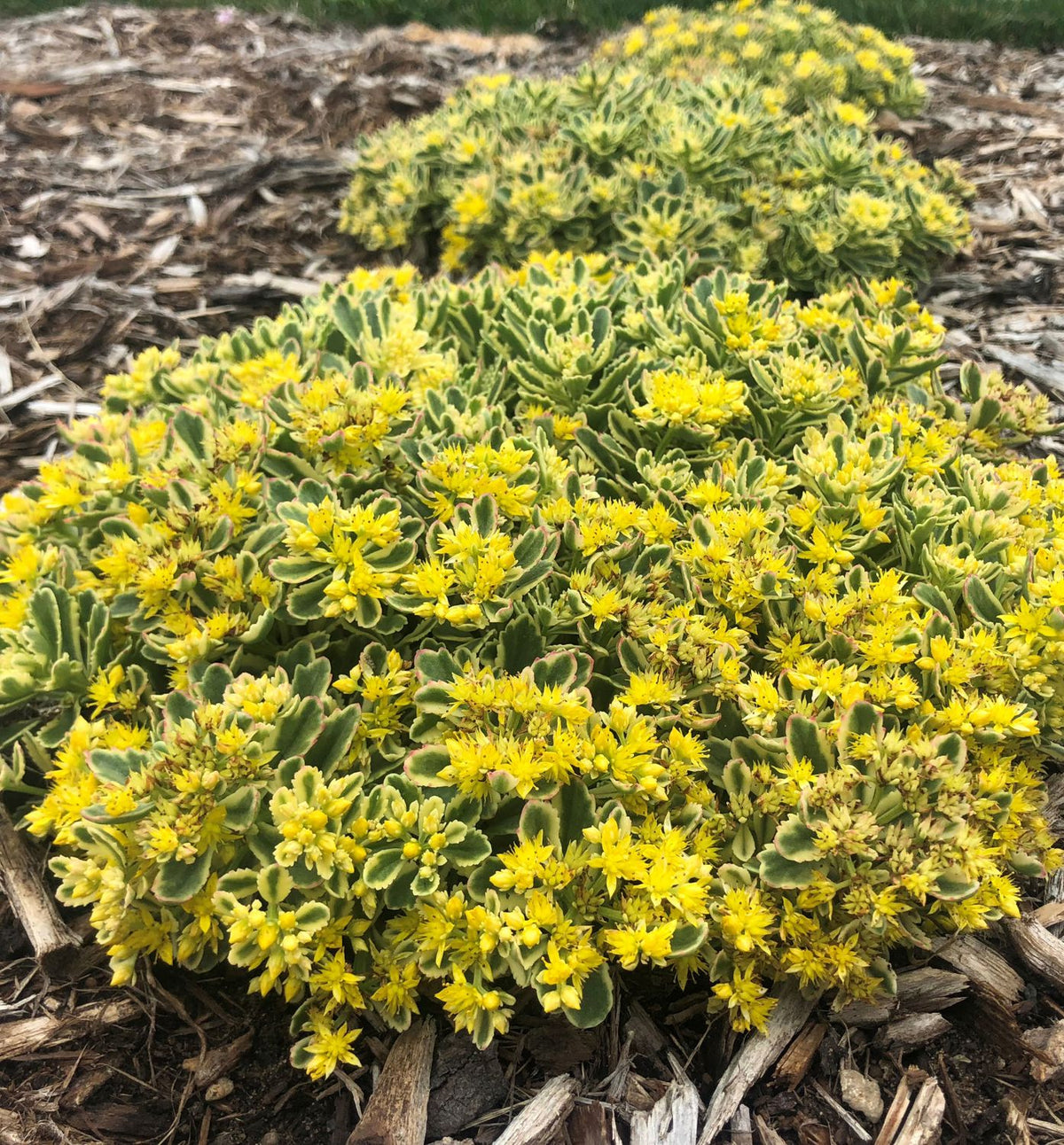 Sedum Rock 'N Grow® 'Boogie Woogie' -Ship Only