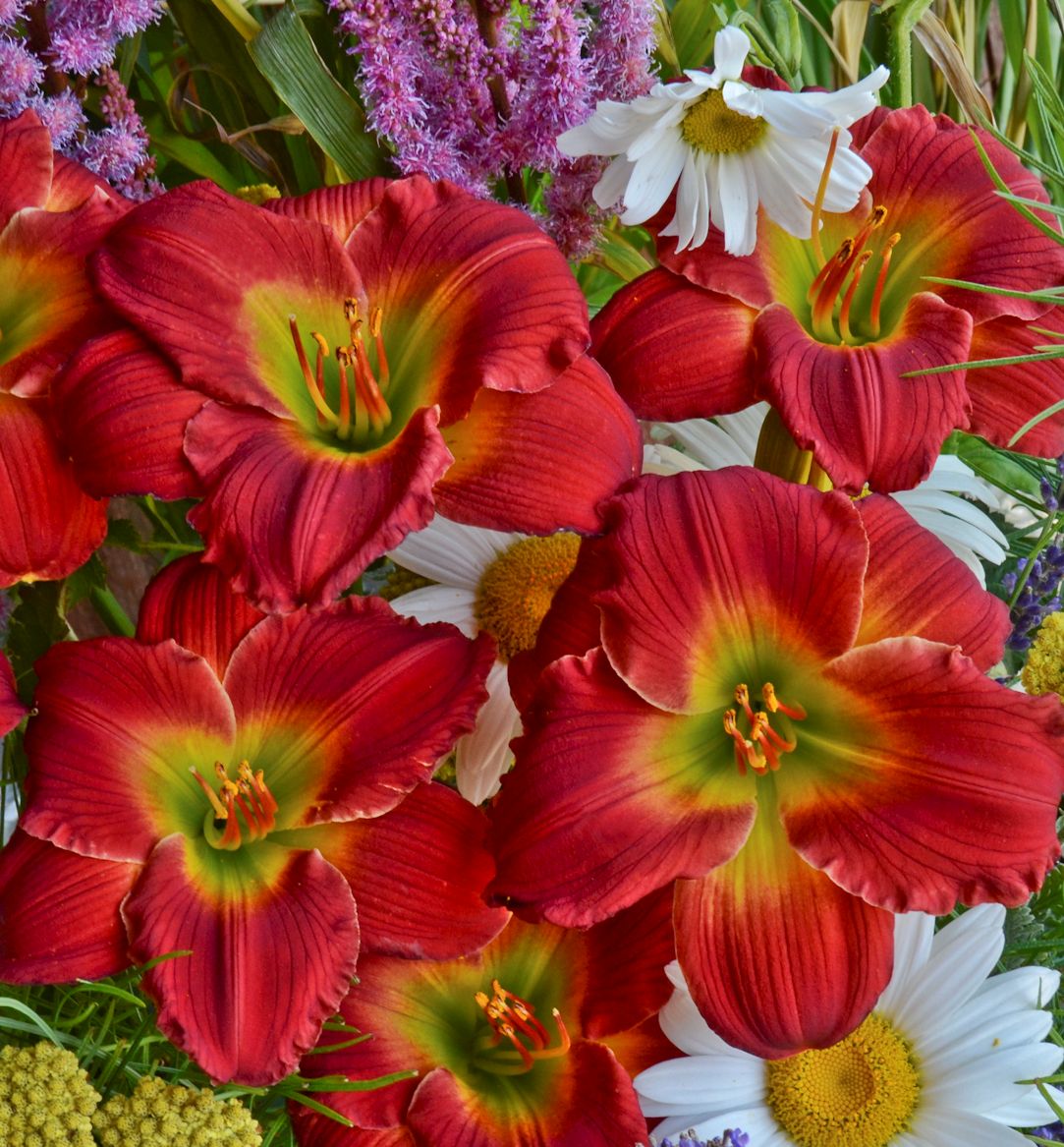 Hemerocallis 'Red Hot Returns' -Ship Only