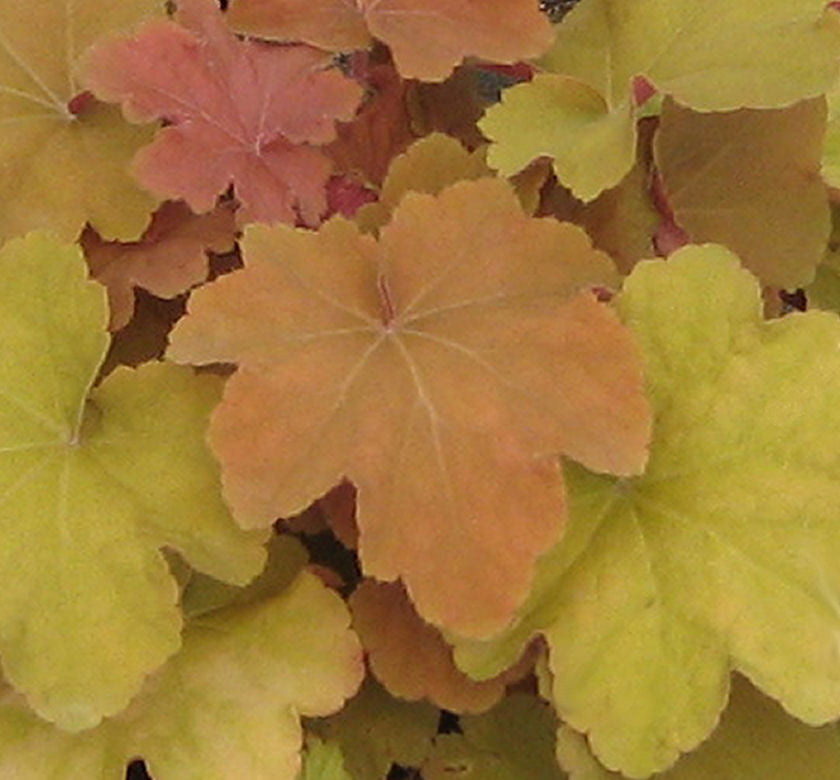 Heuchera 'Caramel' -Ship Only