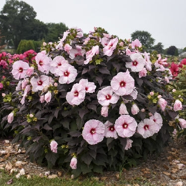Hibiscus 'Dark Mystery' -Ship Only