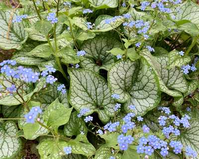 Brunnera m. 'Jack Frost' -Ship Only