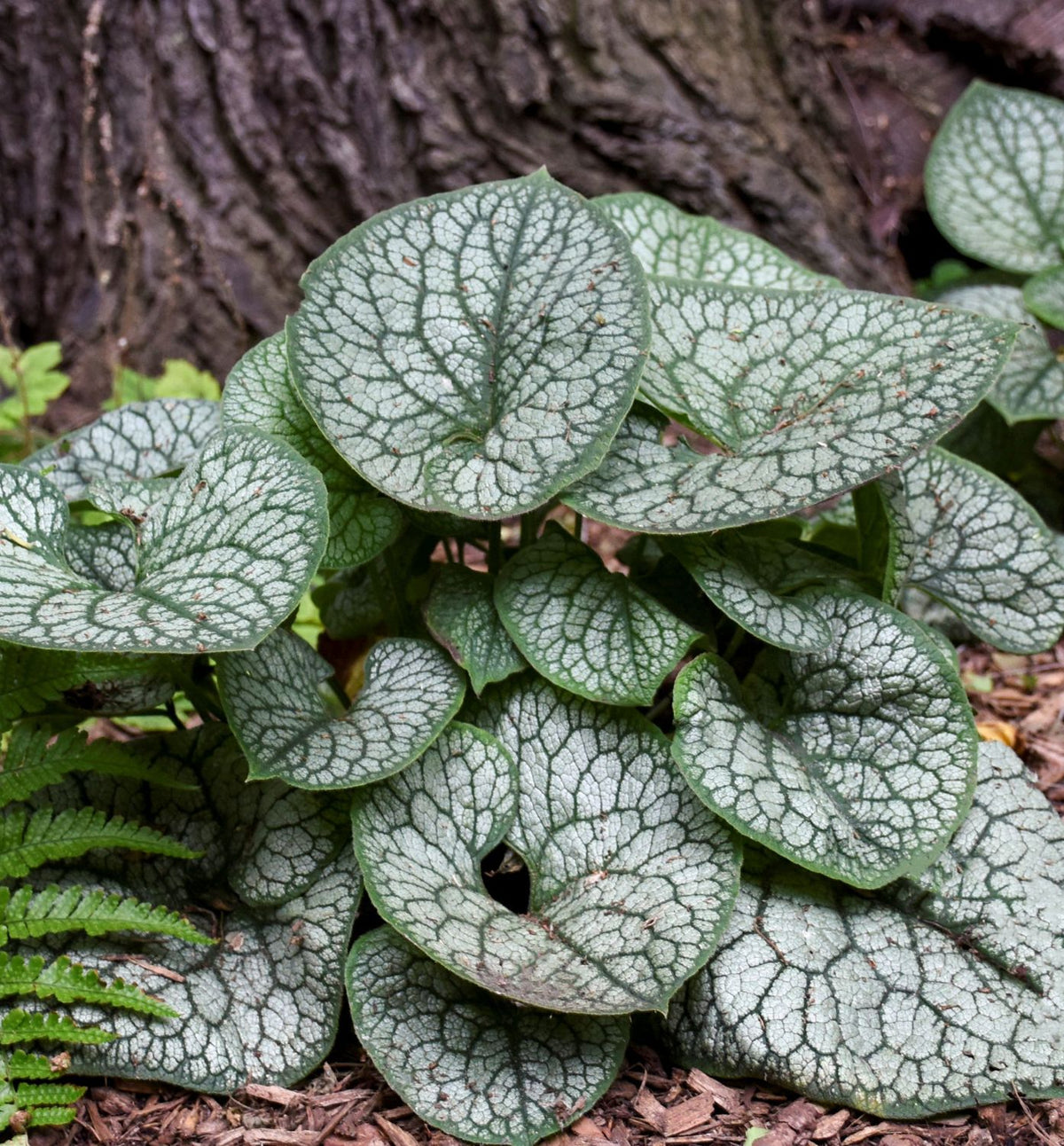 Brunnera m. 'Jack of Diamonds' -Ship Only