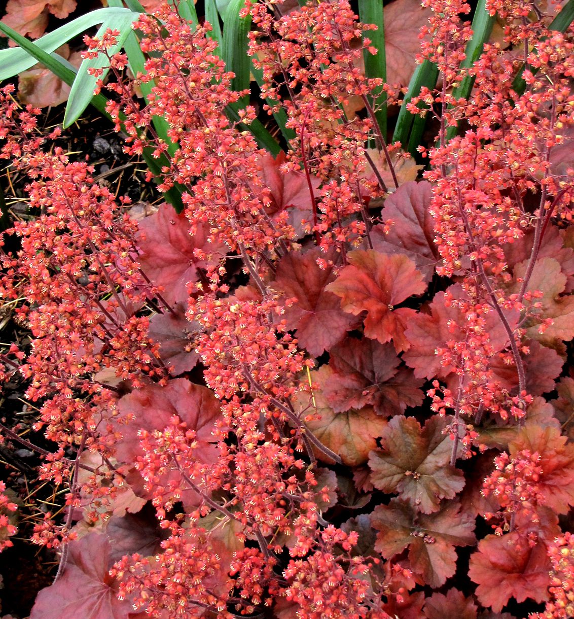 Heuchera 'Cherry Cola' -Ship Only