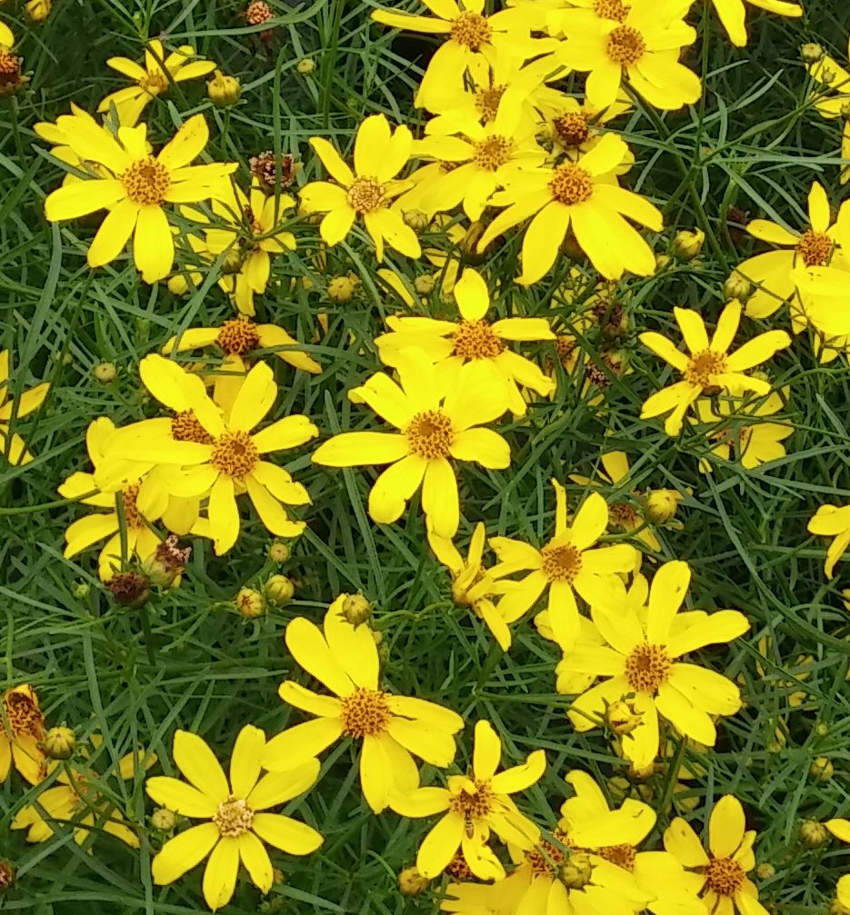 Coreopsis v. 'Mayo Clinic Flower of Hope -Ship Only