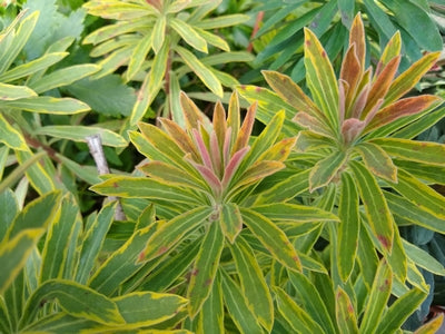 Euphorbia x m. 'Ascot Rainbow' -Ship Only