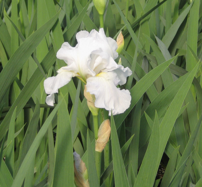 Iris g. 'Immortality' (Rebloom) -Ship Only