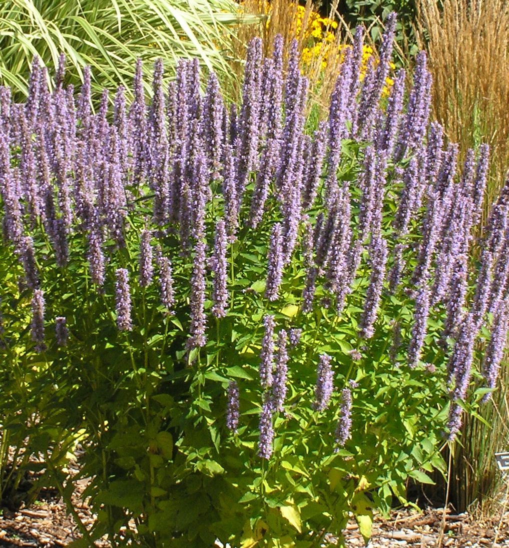 Agastache 'Blue Fortune' -Ship Only