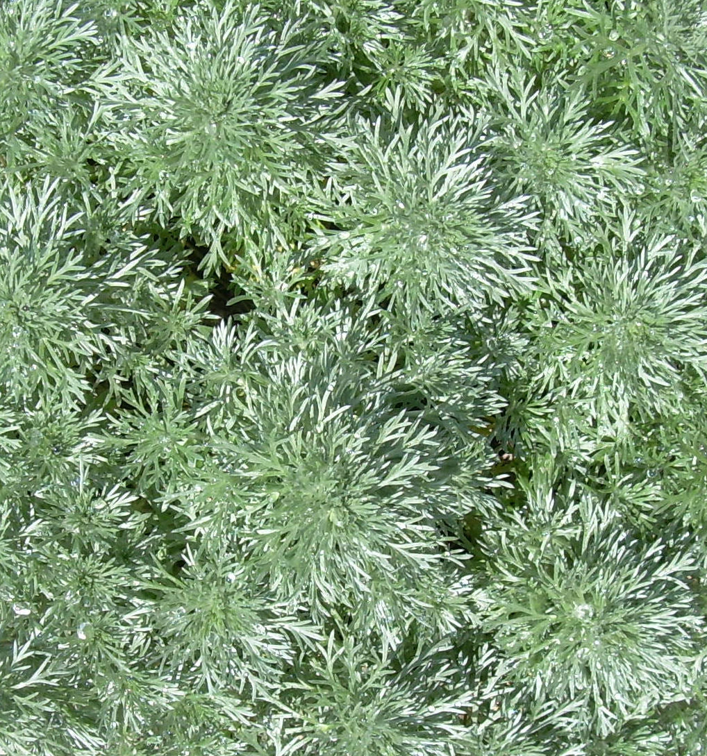 Artemisia 'Silver Mound' -Ship Only