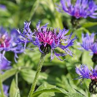 Centaurea montana -Ship Only