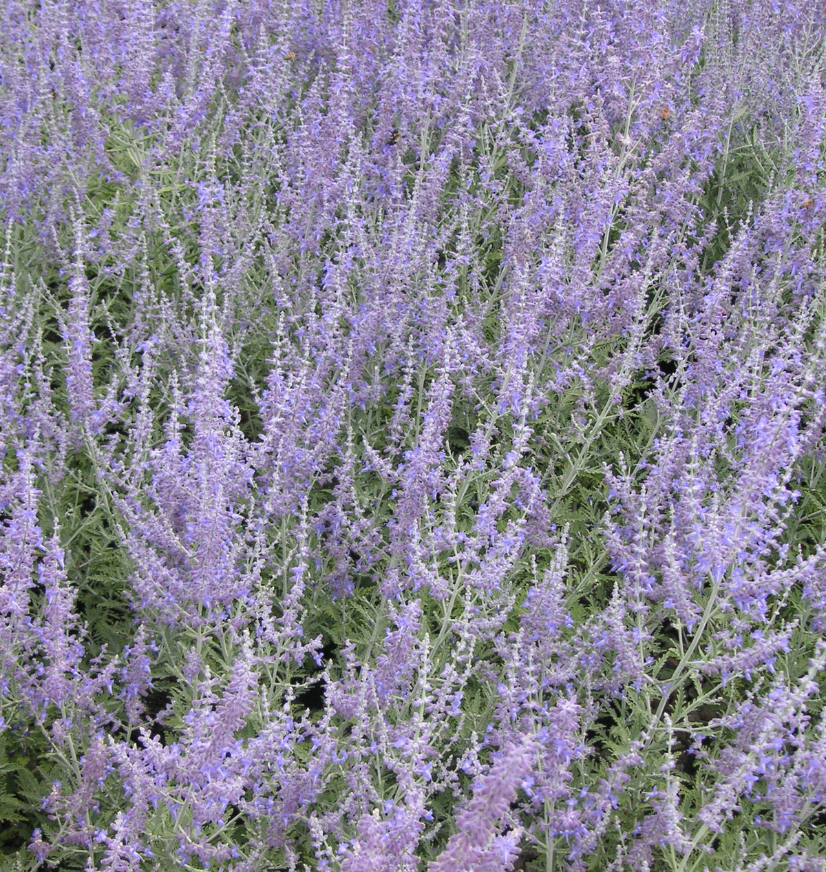 Perovskia atriplicifolia -Ship Only