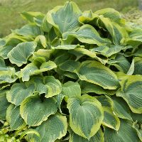 Hosta 'Earth Angel' -Ship Only