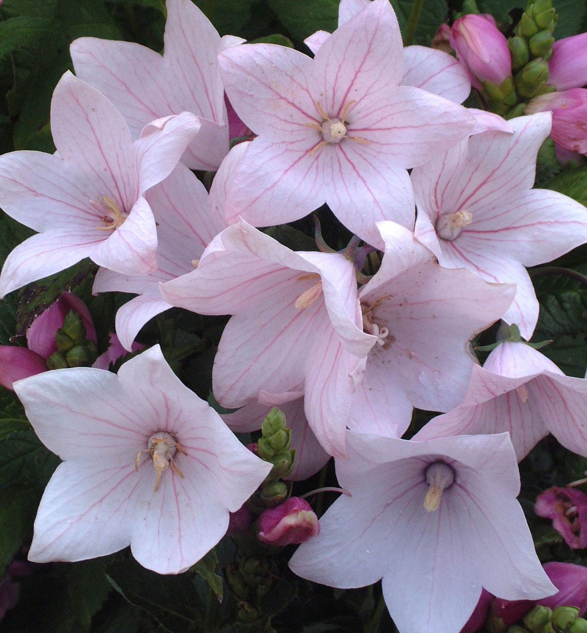 Platycodon g. 'Astra Pink' -Ship Only