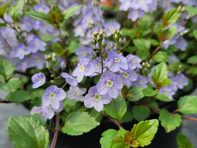 Veronica 'Waterperry Blue' -Ship Only