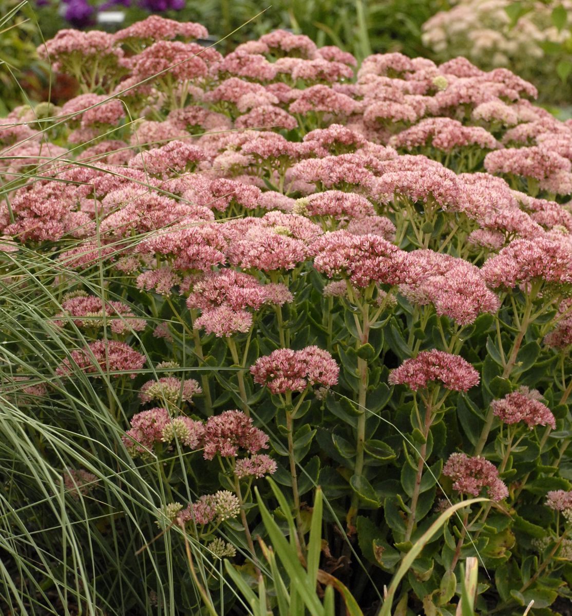 Sedum s. 'Autumn Fire' -Ship Only