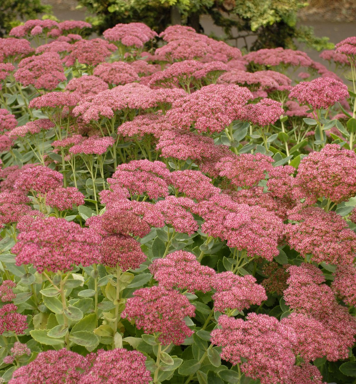 Sedum s. 'Autumn Joy' -Ship Only