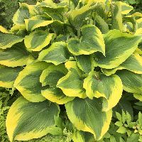 Hosta 'Atlantis' -Ship Only